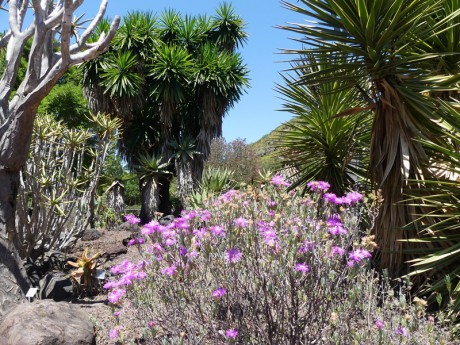 Botanická zahrada: Jardin Canaria.