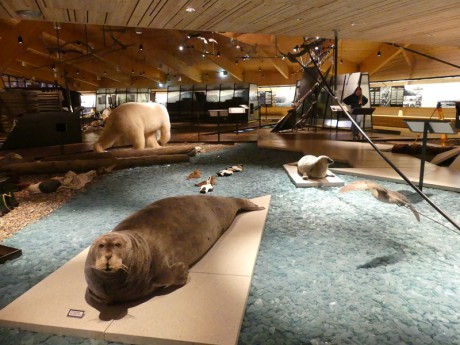 Muzeum Arktidy -vstup 90 NOK