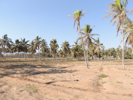 Palmové háje na konci pláže- Taqah