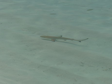 Malí žraloci černo-ploutví v hloubce cca 50 cm