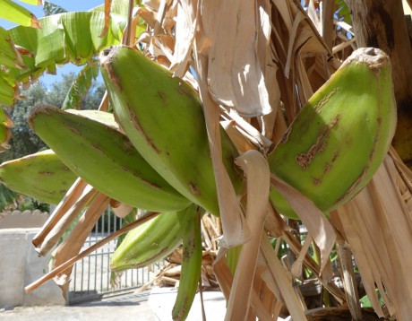 Banány rostou i v Itálii