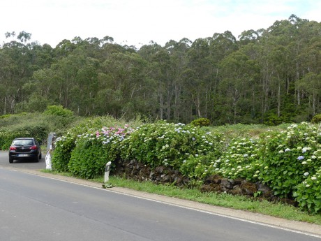 Cestou od Monte Brasil k  jeskyni Algar de Carvao