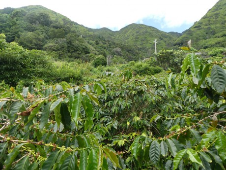 Kávové plantáže