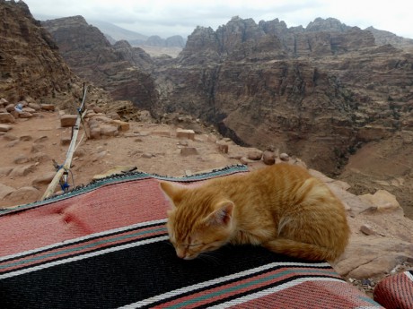 Zastávka u stejného beduína jako minule, nebyl doma, ale bejvák mu hlídala  kočka:-)