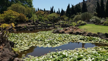 Botanická zahrada: Jardin Canaria- vstup zdarma...