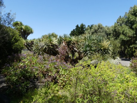 .Botanická zahrada: Jardin Canaria..