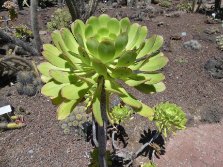 .Botanická zahrada: Jardin Canaria- vstup zdarma.