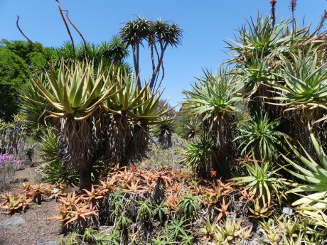 Botanická zahrada: Jardin Canaria..