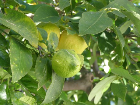 P1460546