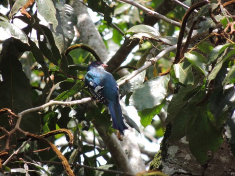 Trogon Kubánský-národní pták Kuby