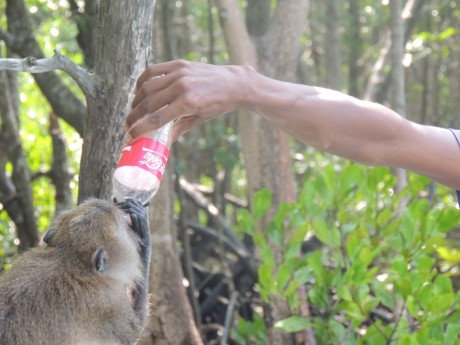 Zdejší opice žijí v mangrovech a nepohrdnou ani nápoji :-)