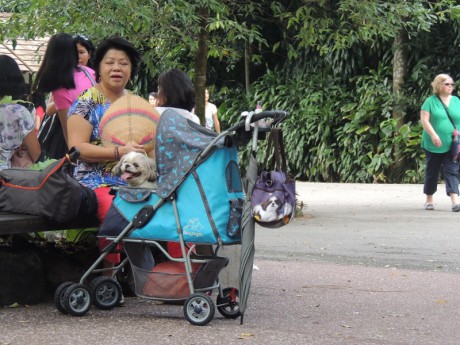  Botanická zahrada v Singapuru a v ní paša pes :-)