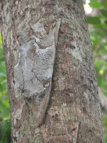 Langkawi- nějací létající lemuři