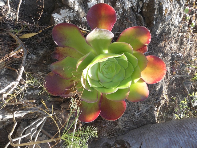 Botanická zahrada: Jardin Canariaa